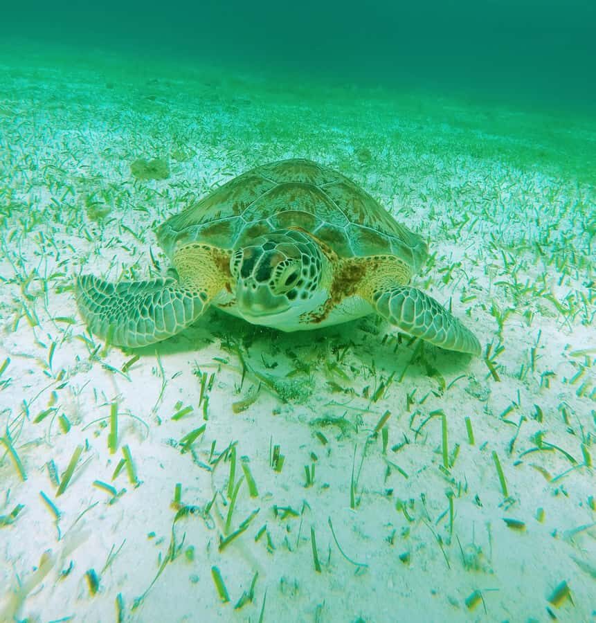 From Cozumel: Starfish, Stingrays and the Turtle Sanctuary - Included snack, drinks, and the post-swim pause
