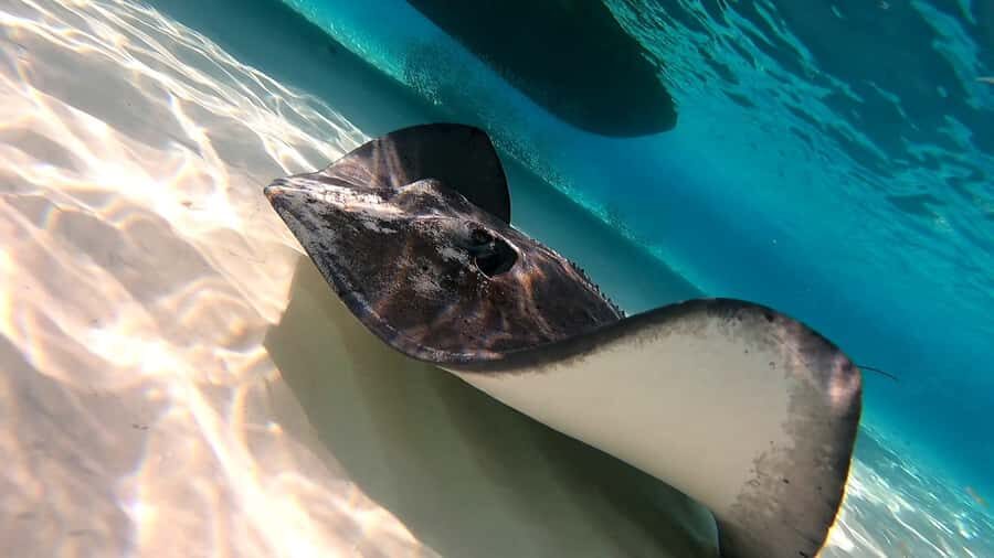 From Cozumel: Starfish, Stingrays and the Turtle Sanctuary - Price and value: what $52 buys you in real life