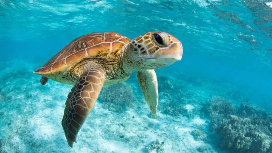 From Riviera Maya: Tulum, Cenote, & Akumal Turtle Swim Trip - Cenote Mariposa: Open-Cenote Swimming With Real Time in the Water