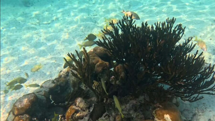 From Riviera Maya: Tulum, Cenote, & Akumal Turtle Swim Trip - Who This Tour Suits Best (and Who Might Be Happier Elsewhere)