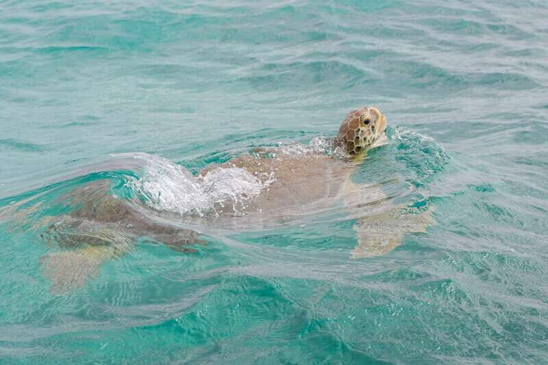 From Tulum: Sian Kaan Boat Trip Adventure with Lunch - Photo stop and swimming time: your break inside the scenery