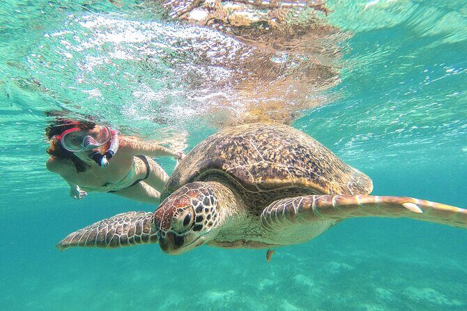 Full Day Tour to Tulum Cenote and Swim with Turtles in Akumal - Key Highlights You’ll Actually Care About