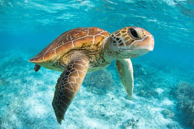 Full Day Tour to Tulum Cenote and Swim with Turtles in Akumal - Who This Tour Fits Best (and Who Should Skip It)