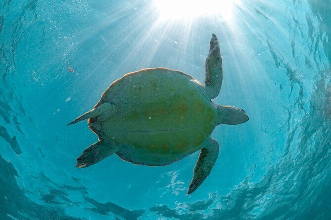 Full Day Tulum Ruins Tour Cenote and Swimming with Sea Turtles - What to Pack for Tulum Heat and Wet-Water Timing