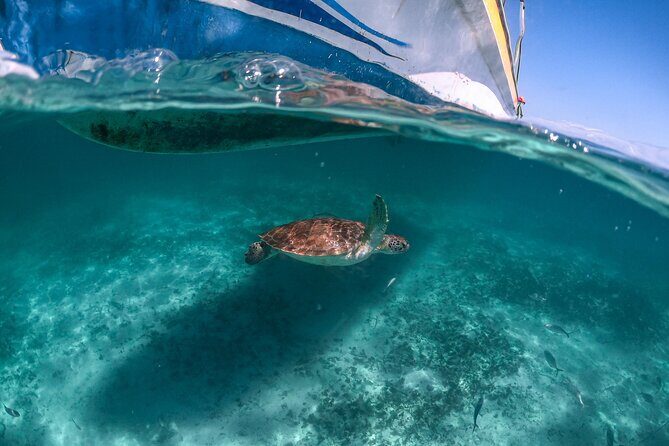 Full Day Tulum Ruins Tour Cenote and Swimming with Sea Turtles - Guide Impact: Safety, English Levels, and Keeping the Day Moving