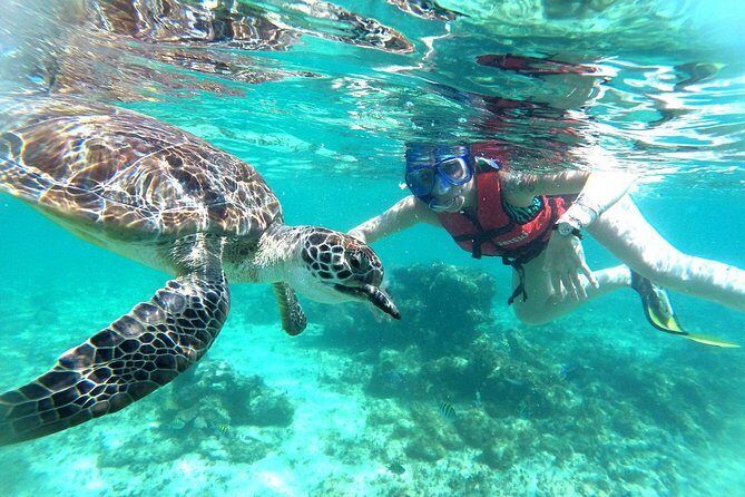 Half-Day Sea Turtle and Cenote Snorkeling Tour from Cancun & Riviera Maya - Who this Akumal + Yax-Muul combo is best for
