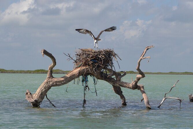 Half-Day Tour Discovering Sian Ka´an with Lunch - Stop 1: Sian Ka’an Biosphere Reserve by Boat