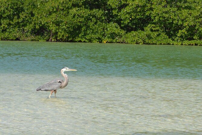 Half-Day Tour Discovering Sian Ka´an with Lunch - Stop 2: Boca Paila for Manatees, Crocodiles, and Birdlife