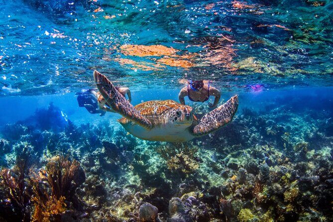 Hidden Cenote Swim: Snorkeling, Sea Turtles and Beachside Lunch - Quick takeaways