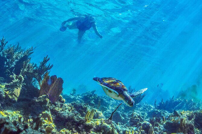 Hidden Cenote Swim: Snorkeling, Sea Turtles and Beachside Lunch - Pickup and travel time: start at 9, but your day may not
