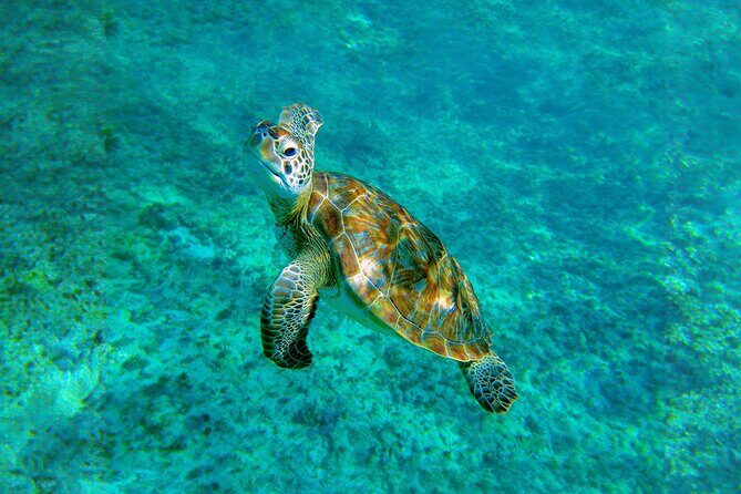 Hidden Cenote Swim: Snorkeling, Sea Turtles and Beachside Lunch - Small-group format (max 16): what that means in real life