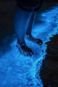 Holbox: Guided Bioluminescence Kayaking Tour - Leaving Town Lights Behind: Meet-Up and Your First Paddle Minutes