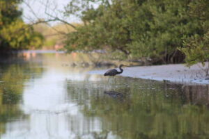 Holbox: Guided Sunrise/Sunset Kayak Tour by Mangrove Reserve - Getting to the water: the golf cart pickup is genuinely convenient