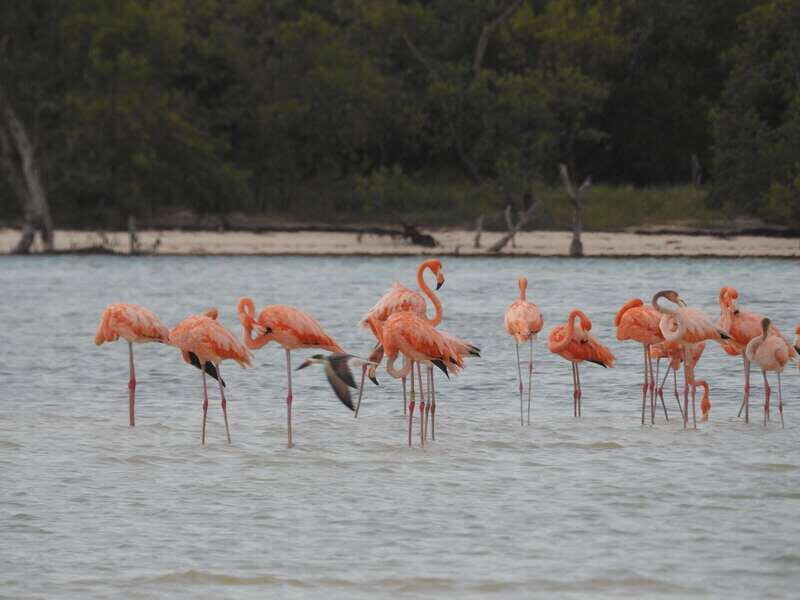 Holbox: Yum Balam Reserve Classic Boat Tour - The $36 value: what you get for a short time on the water
