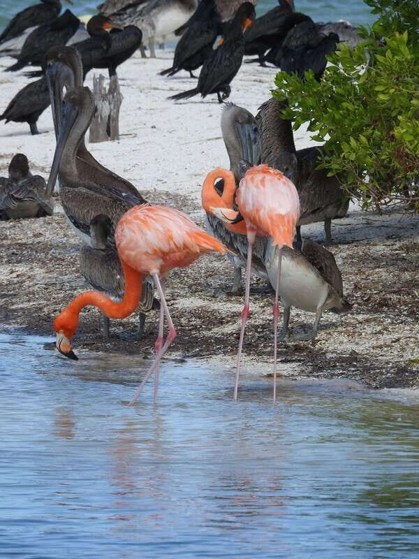 Holbox: Yum Balam Reserve Classic Boat Tour - The Passion Island stop: bird spotting without the slog
