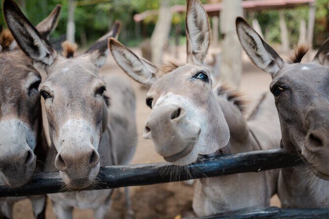 Horseback Riding and Cenote Swim from Cancun or Playa del Carmen - Rancho Bonanza Ranch Life: Rescues, Animals, and Staff Energy
