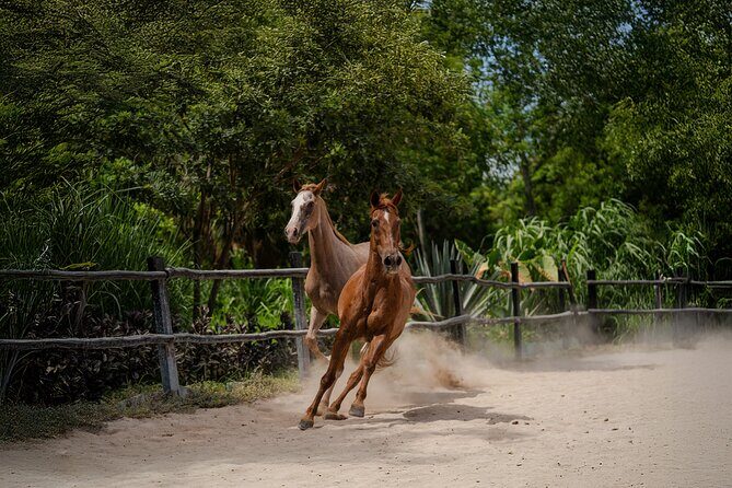 Horseback Riding and Cenote Swim from Cancun or Playa del Carmen - Price and Value: What $120 Buys (and What It Doesn’t)