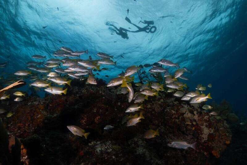 Isla Mujeres: Snorkel Tour at Musa and Manchones Reef - Key Points That Make This Tour Worth It