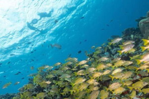 Isla Mujeres: Snorkel Tour at Musa and Manchones Reef - Getting set up with Pocna: equipment and guide style