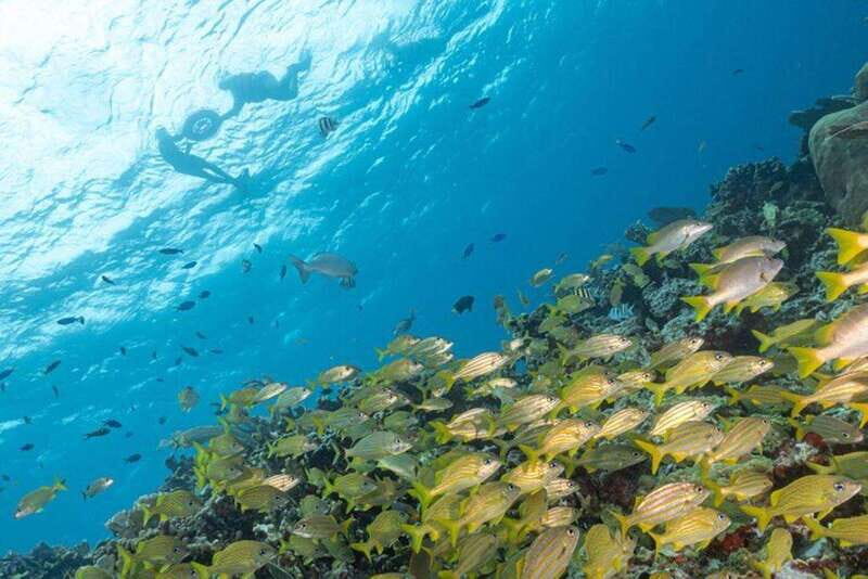 Isla Mujeres: Snorkel Tour at Musa and Manchones Reef - Getting set up with Pocna: equipment and guide style