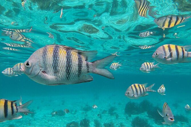 Isla Mujeres Snorkeling Adventure at the Underwater Museum - Snorkeling at two boat-only reefs (plus MUSA): what you’re paying for