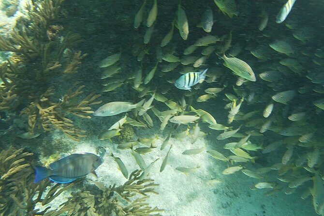 Isla Mujeres Snorkeling Adventure at the Underwater Museum - Boat ride reality: currents, choppy water, and seasickness prep