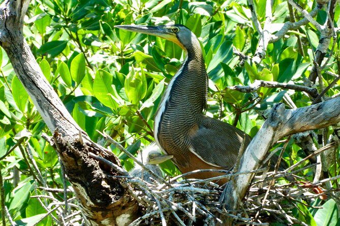 Kayak adventure through Laguna Nichupté in Cancun - Included Gear and Small Comforts That Actually Matter