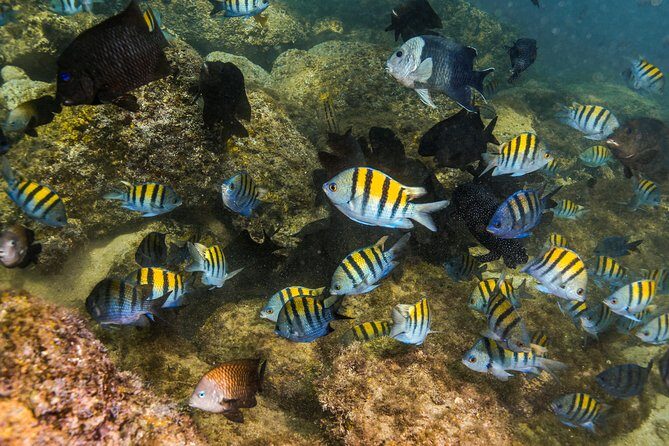 Magical Cenote and Paradise Lagoon Snorkeling Adventure - Gear, life jackets, and the sunscreen question