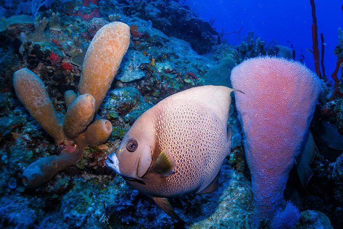 Mahahual Snorkeling Adventure: Turtle Encounter - What you’re likely to see: turtles, rays, and the fish show