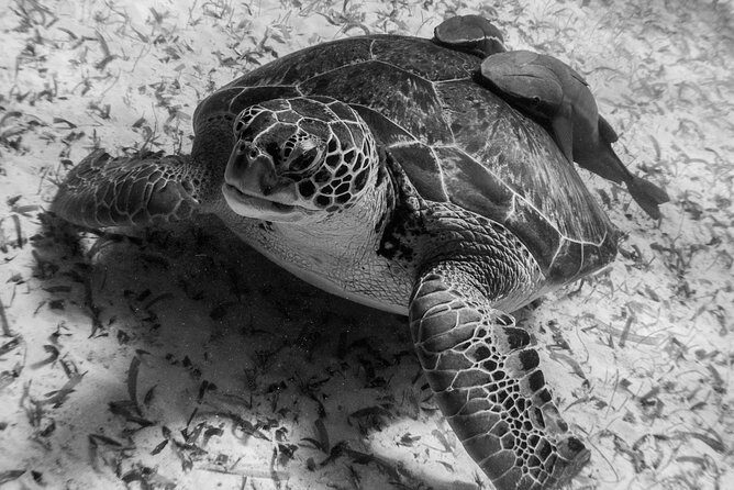 Mahahual Snorkeling Adventure: Turtle Encounter - Should you book this Turtle Encounter in Mahahual?