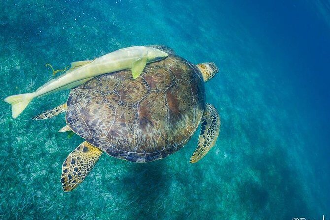 Mahahual Snorkeling Adventure: Turtle Encounter - Meeting point and getting there: Huachinango logistics that matter