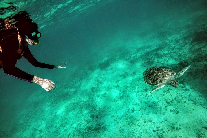 Private Cenote & Snorkeling Tour with Turtles in Akumal - Price and value: why $180 can feel fair (when it’s actually included)