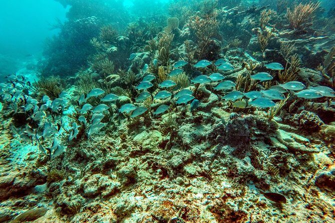 Private Cenote & Snorkeling Tour with Turtles in Akumal - What’s actually included: lunch, gear, and entrance fees that matter
