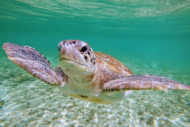 Private Cenote & Snorkeling Tour with Turtles in Akumal - Timing for better turtle encounters: small decisions that help