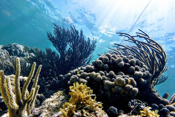 Private Cenote & Snorkeling Tour with Turtles in Akumal - Who this tour is perfect for (and who should reconsider)