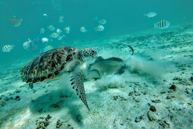 Private Cenote & Snorkeling Tour with Turtles in Akumal - Akumal Bay turtle swim: warm water, steady searching, and close looks