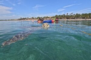 Private Snorkeling with Sea Turtles in Akumal Beach - Entering the Open Ocean: Swimming Skills (and Why They Matter)