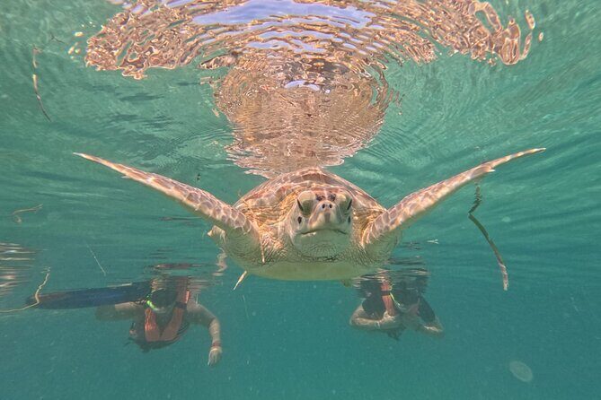Private Snorkeling with Sea Turtles in Akumal Beach - The Official CONANP Circuit: 1 km of Turtle Chances