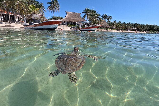 Private Snorkeling with Sea Turtles in Akumal Beach - What You’ll Actually See: Turtles, Fish, Rays, and Occasional Surprises