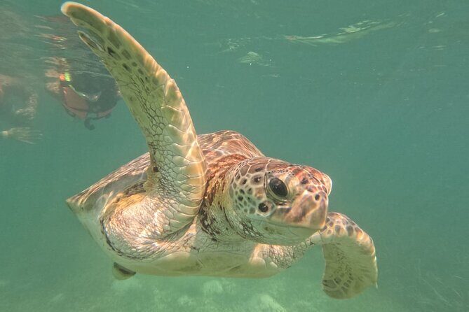 Private Snorkeling with Sea Turtles in Akumal Beach - Equipment, Facilities, and Those Small Tips That Save You Time