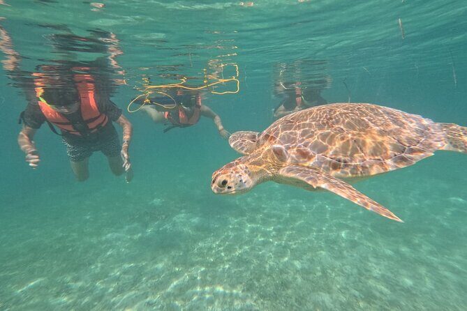 Private Snorkeling with Sea Turtles in Akumal Beach - Price at $65.57: What You’re Paying For (and When It’s Worth It)