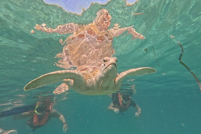Private Snorkeling with Sea Turtles in Akumal Beach - Who This Tour Is Best For (and Who Should Rethink It)