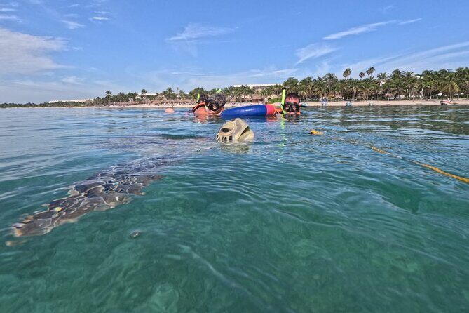 Private Snorkeling with Sea Turtles in Akumal Beach - Entering the Open Ocean: Swimming Skills (and Why They Matter)