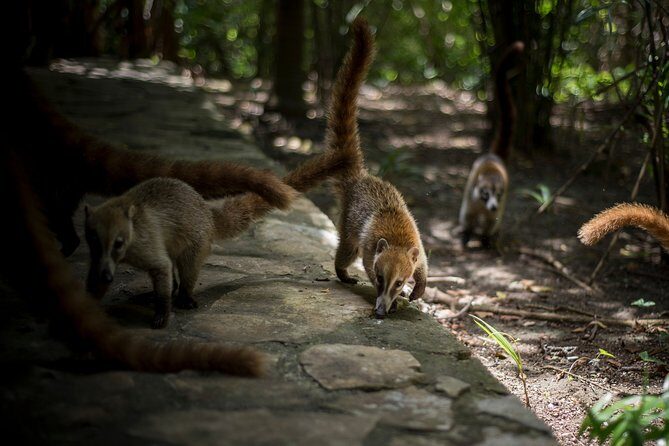 Private Tulum Ruins, Reef Snorkel & Cenote Adventure - Parque De Cenotes Yax-Muul: Swimming in Jaguar Cenote Waters