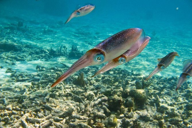 Private Tulum Ruins, Turtles in Akumal and Cenote Adventure - Cenote Swim: Freshwater Under Stalagmites and Stalactites