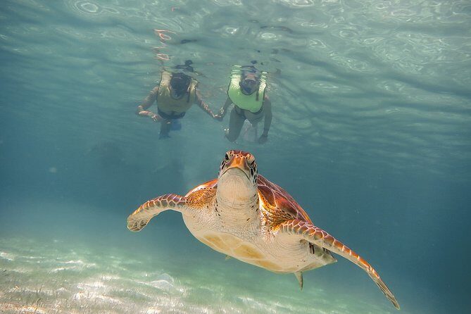 Private Turtles & Cenotes Adventure - Private Turtles & Cenotes: Why this 5-hour plan works