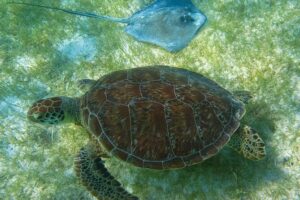 Private Turtles & Cenotes Adventure - Getting from Playa del Carmen to Puerto Aventuras without stress