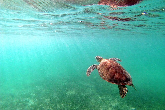 Private Turtles & Cenotes Adventure - Price and value: is $310 per person fair for this private outing?