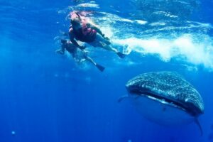 Private Whale Shark All Inclusive Experience - Mayan Coral Reef Stop: Reef Time Before You Meet the Big Fish