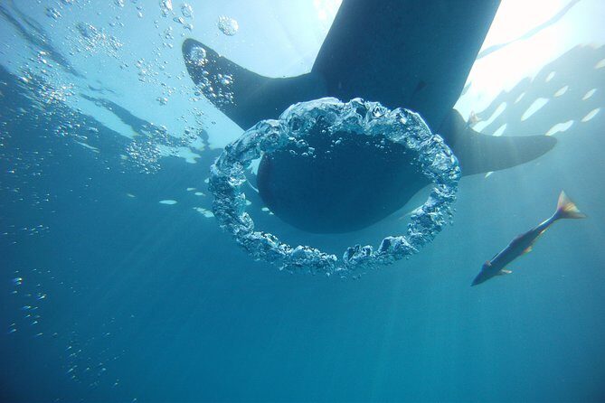 Private Whale Shark All Inclusive Experience - What You Actually Get for $1,095: Value, Fees, and Extras